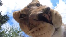 Watch: Lioness takes selfies while playing with hidden camera at Oregon Zoo